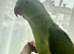 Hand reared tame indian ringneck