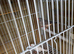 2x zebra finch hens