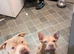 Sheba approx 2 year old shar pei cross bully
