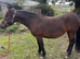 3 year old mare