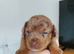 Miniature dachshund mixed with Patterdale pups