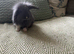 Mini lion lop