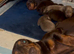 5 miniature dachshund puppies