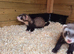 Ferret kits