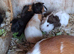 CUTE AND CUDDLY BABY GUINEA PIGS