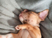 Puppy staffy x American pocket bully