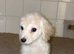 Cockerpoo