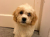 Cavachon Puppies