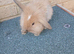 Lop lionheads