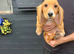 Fox red working cocker spaniel puppies 2 boys still available