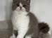 Lilac and white British shorthair male