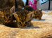 1 beautiful kitten left ready to leave