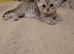 Scottish fold blue little leopards paintingskittens