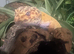 Leopard gecko!