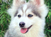 Pomsky puppies