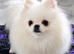Quality Pomeranian Boys