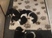 American Akita puppies
