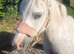 Broodmare.
