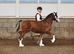 Welsh C rising 3 year old