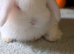 Mini lop