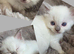 GCCF REG. EXTENSIVELY TESTED RAGDOLL KITTENS