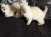 Pure ragdoll kittens