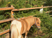 32” cream dun and white registered mare