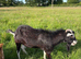 Stud alpine goat for rent or swap