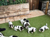 Beautiful striking Traditional English Springer Spaniel Puppies