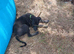 Male whippet x