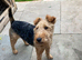 Lakeland terrier