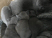 3 beautiful well raised kittens