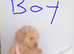 F1b cavapoo