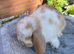 Gorgeous mixed litter of mini lops