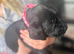 Springador Puppies for Sale