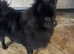Beautiful female Pom