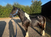 Beautiful colored cob colt