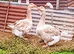 Pairs Buff/Grey Dewlap Toulouse Geese/Goslings