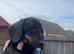 Beautiful dachshund puppies