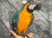 Ready Now Baby Friendly Super Tame Cuddly Blue & Gold Macaw Parrot,16