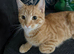 2 cats for sale