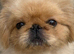 Beautiful parti colour Pekingnese boy rare apricot & white 1 year old