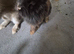 Lionhead pure breed rabbit