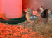 FREE CHICKS ! Hatched 20th July