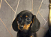 Miniature dachshund