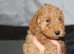 Health tested f1b cockapoo ready now