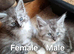 Stunning Maine Coon kittens