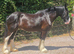MELODIE 18.2HH SUCCESSFUL SHIRE MARE