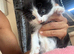 Kittens READY NOW