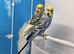 Stunning Budgies, various colors & Mutations